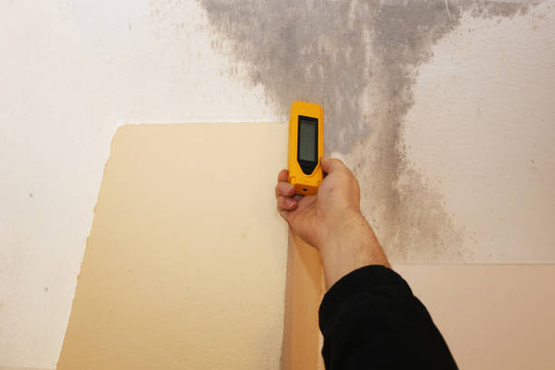 Best Black Mold Removal  in Middletown, DE